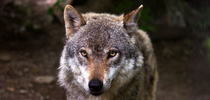 wolf-predator-hunter-canis-lupus-39310