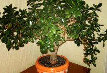 6 biljaka s nevjerojatnom moći generiranja pozitivne energije – Imate li ih?