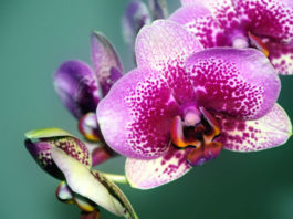 Iscjeljivanje cvijećem: 7 biljaka s vrlo visokom energijom