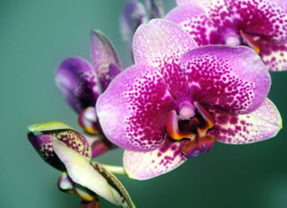 Iscjeljivanje cvijećem: 7 biljaka s vrlo visokom energijom