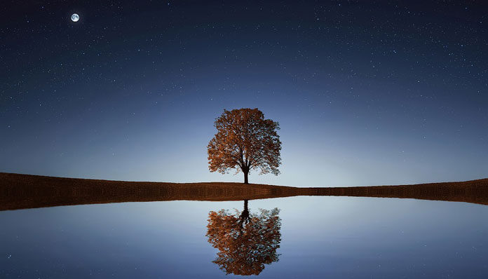 tree-838667_960_720
