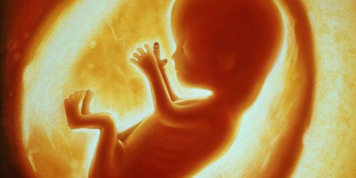 fetus