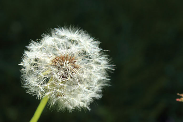 wish-2285492_960_720