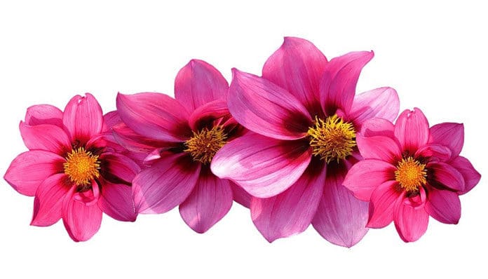 dahlias-2580236_960_720
