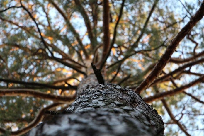 pexels-photo-91491