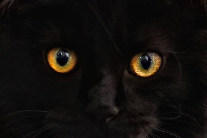 cat-silhouette-cats-silhouette-cat-s-eyes-(1)