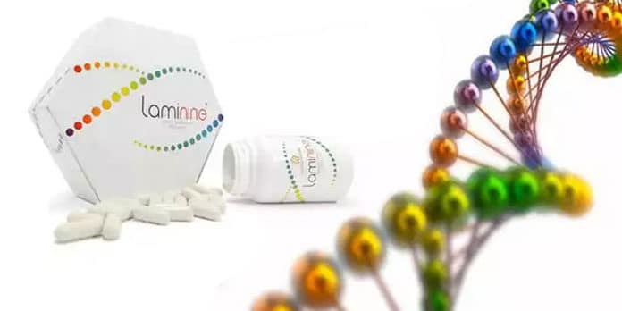 laminine