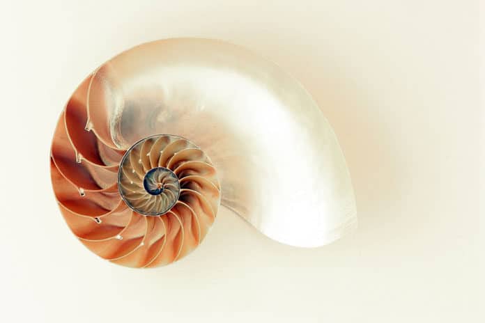 nautilus-shell-shimmer-silver