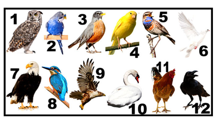 bird