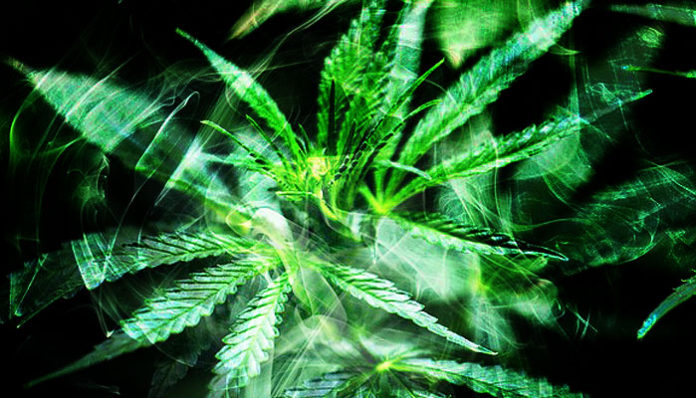 cannabis-2186917_960_720