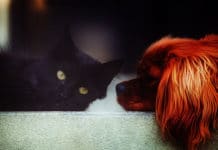 Potreba za psom ili mačkom ima duboko kozmičko značenje