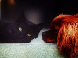 Potreba za psom ili mačkom ima duboko kozmičko značenje