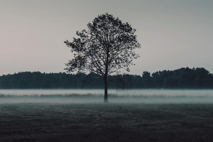 nature-sky-forest-fog