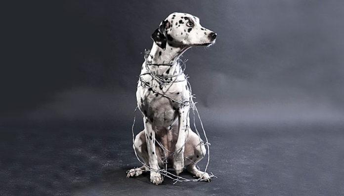 dog-1580549_960_720