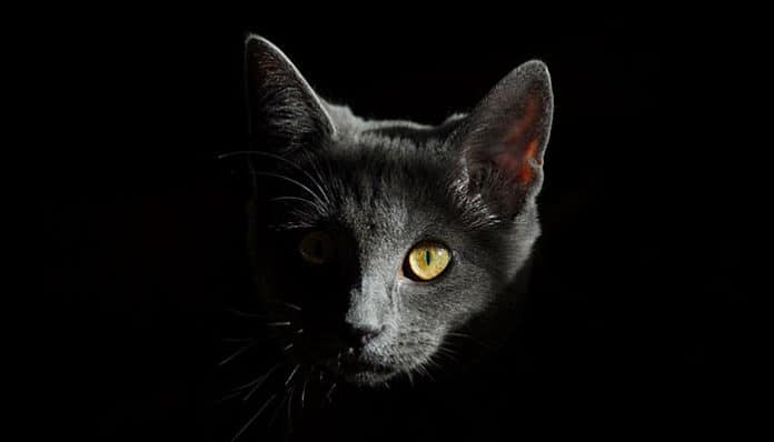 cat-778315_960_720