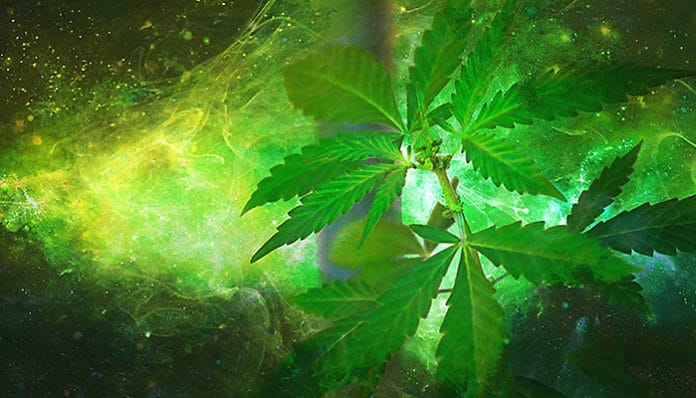 marijuana-1910598_960_720