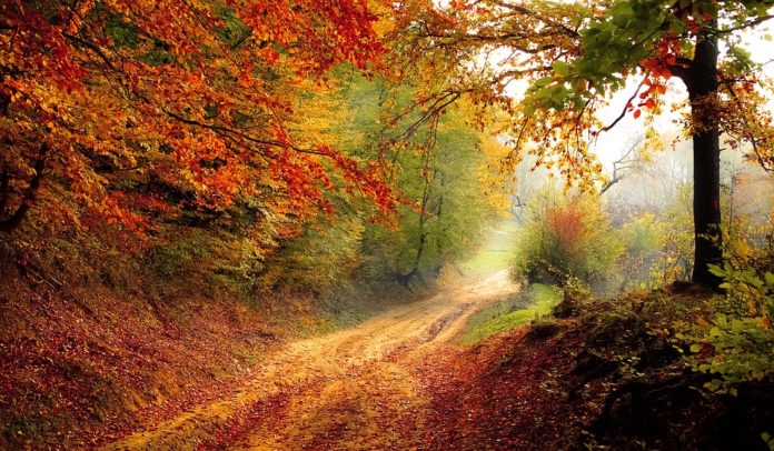 autumn