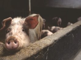 Da klaonice imaju staklene zidove, svi bismo bili vegetarijanci!