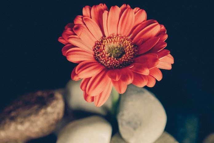 pexels-photo-93109