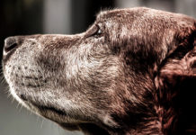 10 načina na koje vam vaš PAS govori da vas voli