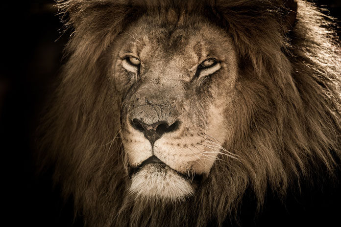 lion-male-3460530_1920