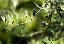 Zapisan u Bibliji: Ovaj recept za čaj je star 3500 godina, a liječi preko 20 tegoba!