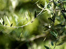 Zapisan u Bibliji: Ovaj recept za čaj je star 3500 godina, a liječi preko 20 tegoba!