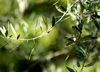 Zapisan u Bibliji: Ovaj recept za čaj je star 3500 godina, a liječi preko 20 tegoba!