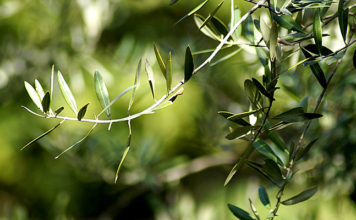 Zapisan u Bibliji: Ovaj recept za čaj je star 3500 godina, a liječi preko 20 tegoba!