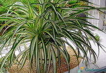 Ovu sobnu biljku mora imati svaka kuća: Čisti zrak od svih zagađenja!