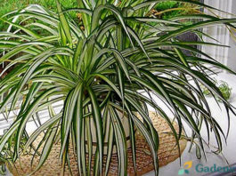 Ovu sobnu biljku mora imati svaka kuća: Čisti zrak od svih zagađenja!