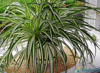 Ovu sobnu biljku mora imati svaka kuća: Čisti zrak od svih zagađenja!