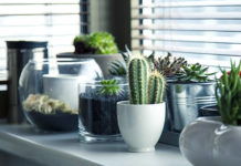 9 biljaka koje nije dobro imati unutar kuće: Narušavaju obiteljsku sreću i negativno utječu na raspoloženje