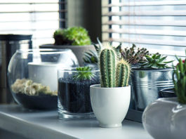 9 biljaka koje nije dobro imati unutar kuće: Narušavaju obiteljsku sreću i negativno utječu na raspoloženje