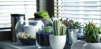 9 biljaka koje nije dobro imati unutar kuće: Narušavaju obiteljsku sreću i negativno utječu na raspoloženje