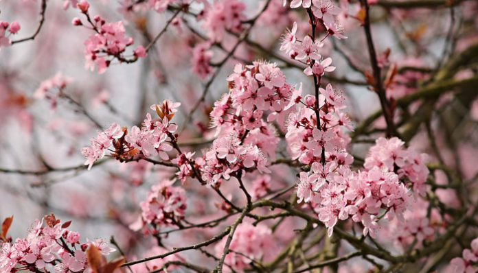 almond-tree-3308361_1280