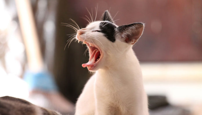 animal-339400_1280
