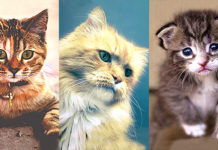 TEST: Izaberite najsimpatičniju macu – Ona otkriva nešto vrlo važno o vama!