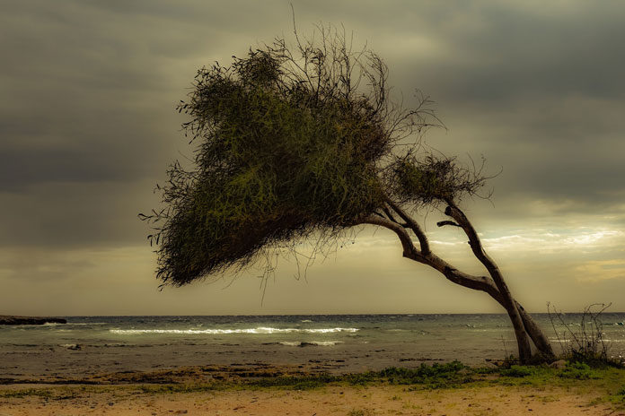 tree-4031546_1920