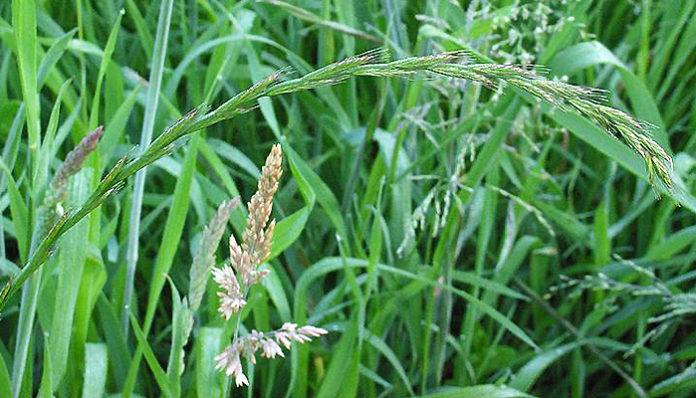 800px-Kweek_bloeiwijze_Elytrigia_repens