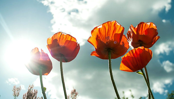 flower-399409_960_720