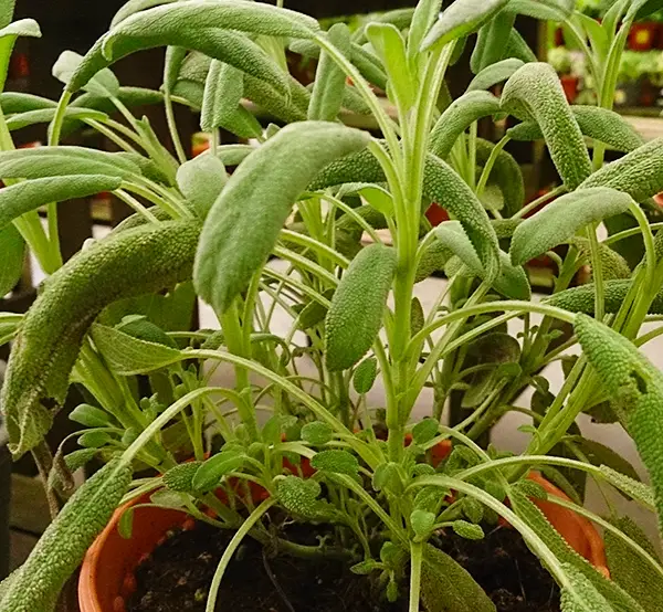 Sage Salvia officinalis 1