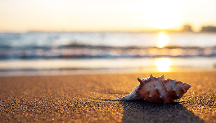 shell-1031290_960_720