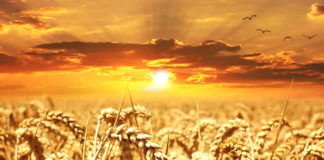 Čarobni ljetni solsticij nas uvodi u posebno razdoblje: Prevlast energije Raka, Lava i Djevice!