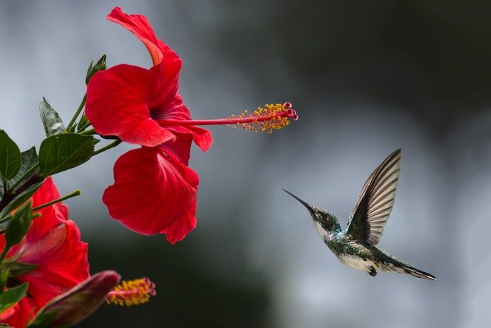 beautiful-beautiful-flowers-bright-1133957