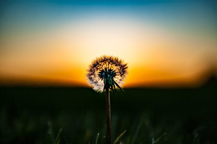 beautiful-blur-dandelion-428062