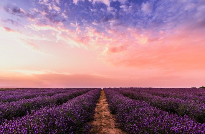 photo-lavender-flower-field-under-pink-sky-1166209