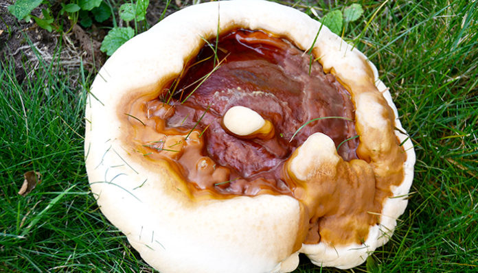 reishi