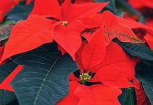 Božićna zvijezda: Greška koju radimo čim kupimo ovaj cvijet i kako je izbjeći