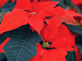 Božićna zvijezda: Greška koju radimo čim kupimo ovaj cvijet i kako je izbjeći